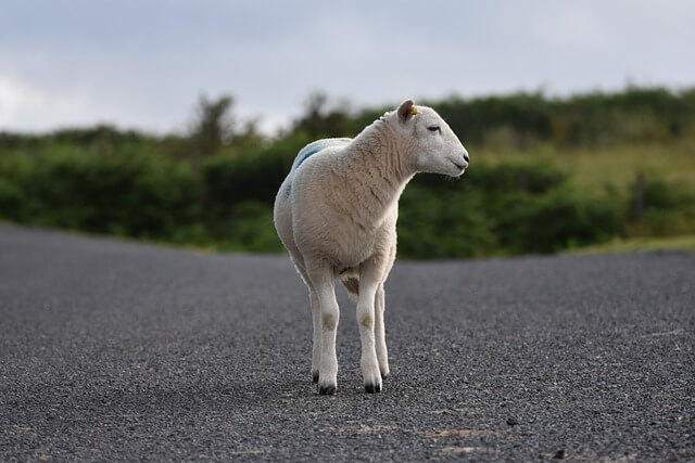 2025년 을사년 신년운세, 양띠(3) 나답게 매력적으로 양띠.