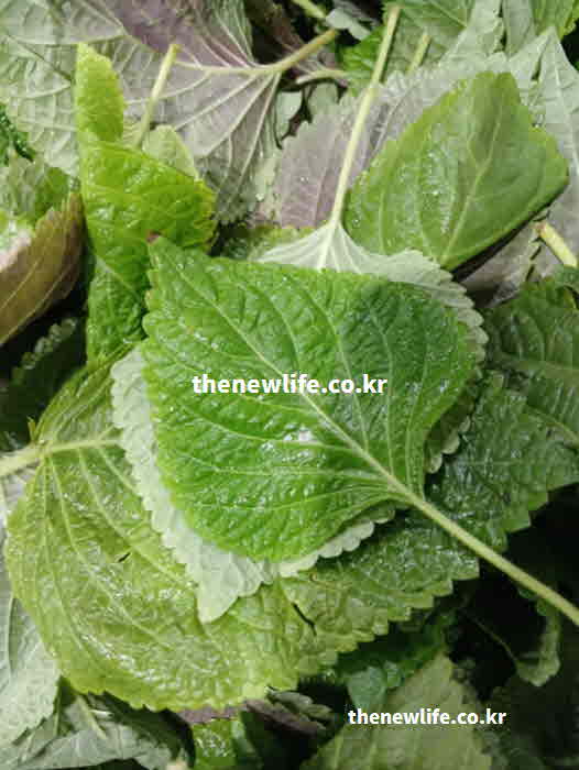 깻잎 효능 치매 예방 로즈마린산 성분