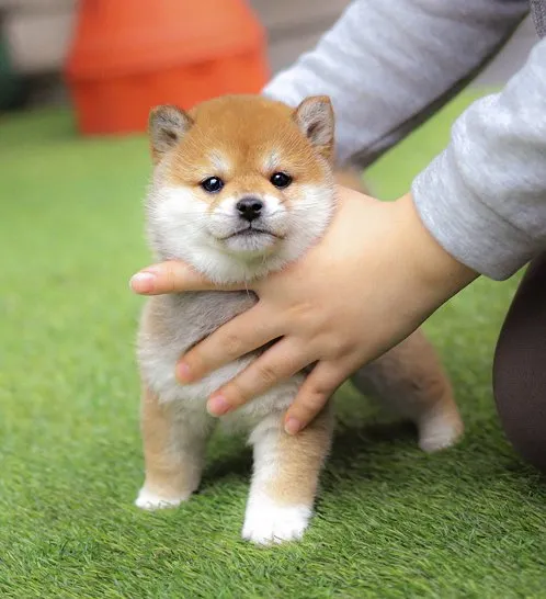 시바이누 코인_9
