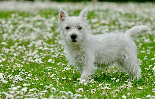 강아지 심장판막증 검사