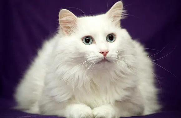 터키시앙고라 고양이 유전병 성격 가격_8