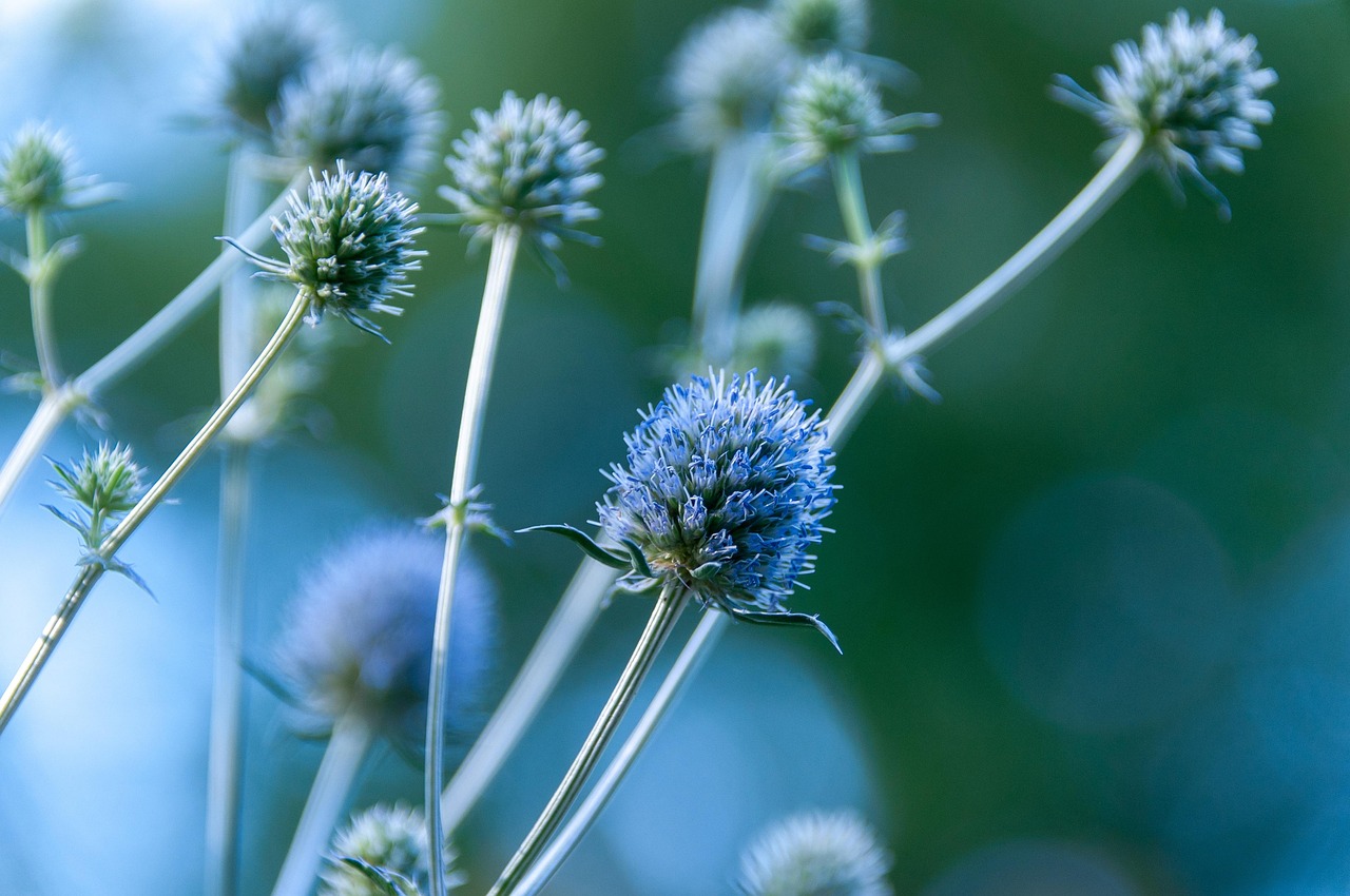 에린기움(Eryngium)