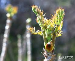 제 19회 영양 산나물 축제 기본일정과 특징 소개