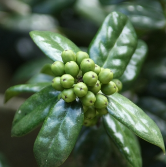 호랑가시나무 열매1