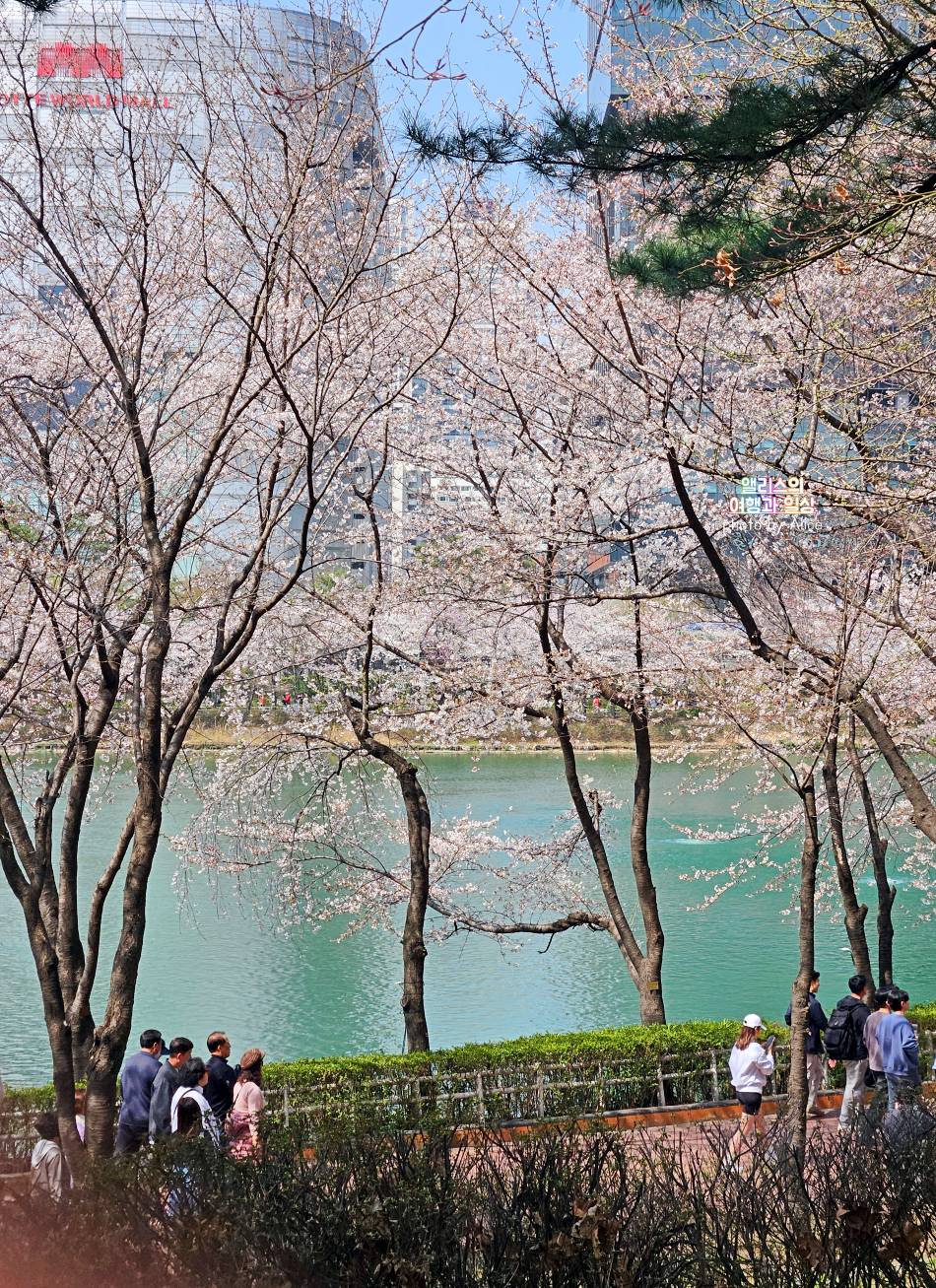 2024년 4월 초 석천호수 벚꽃 상황 + 주변 송리단길 카페 추천 BEST 05