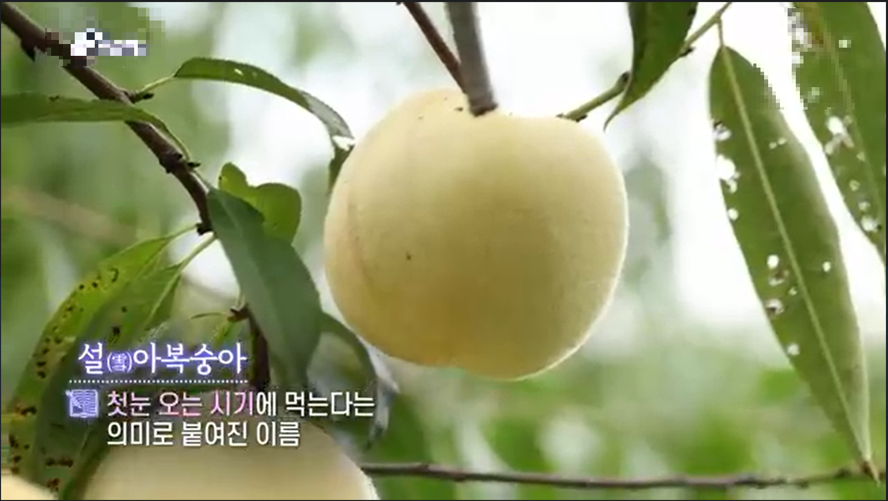 설아복숭아