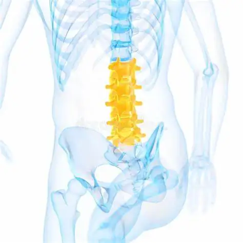 "lumbar spine anatomy public domain illustration"