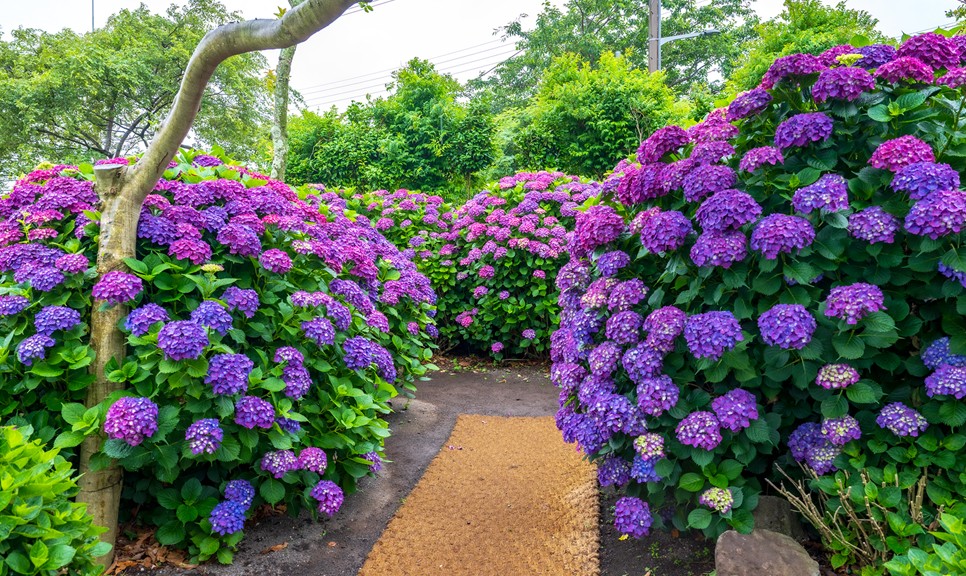 제주 마노르블랑 수국축제