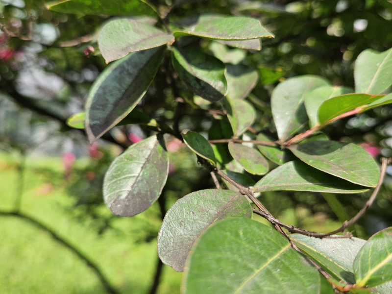 배롱나무 그을음병3