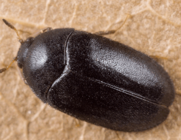 집에서 나오는 집벌레 