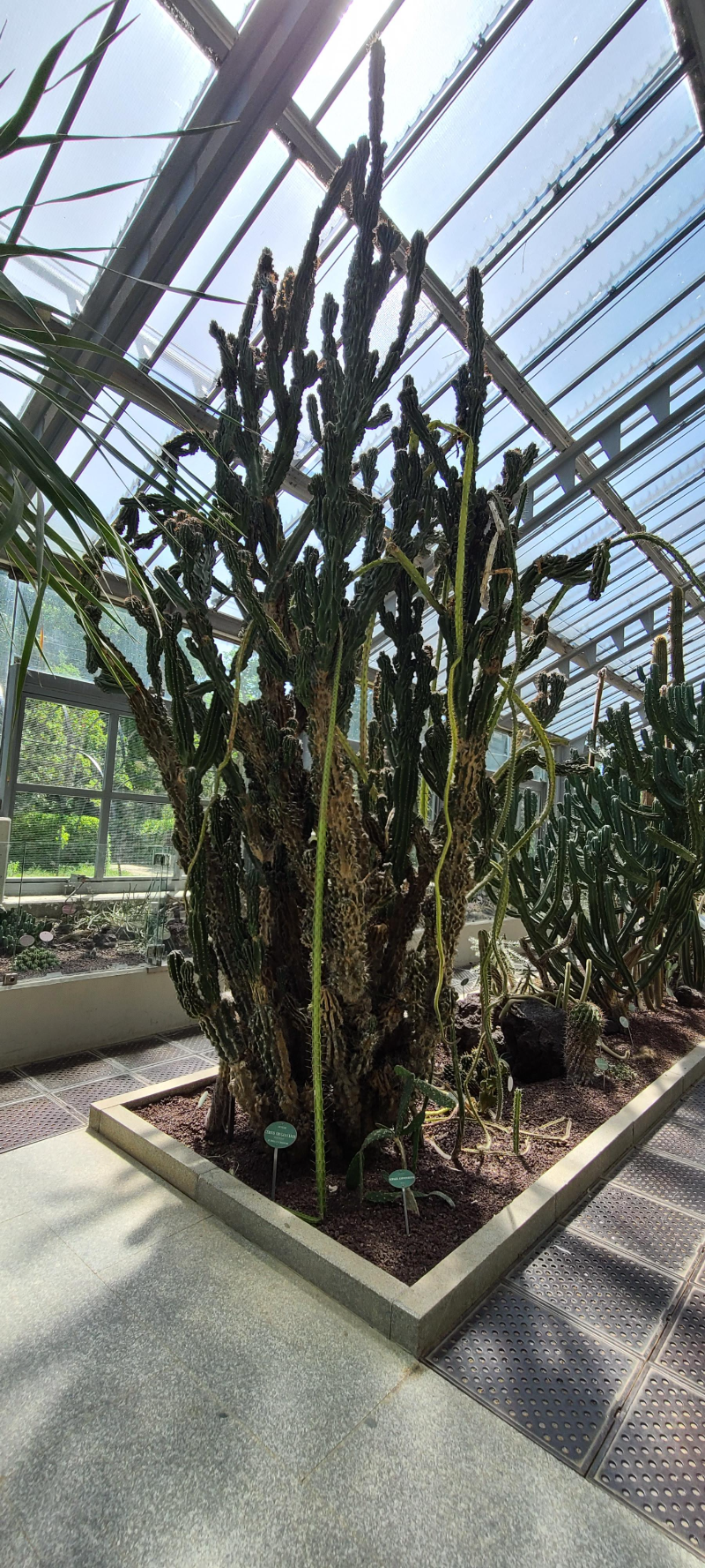 마드리드 왕립식물원 온실