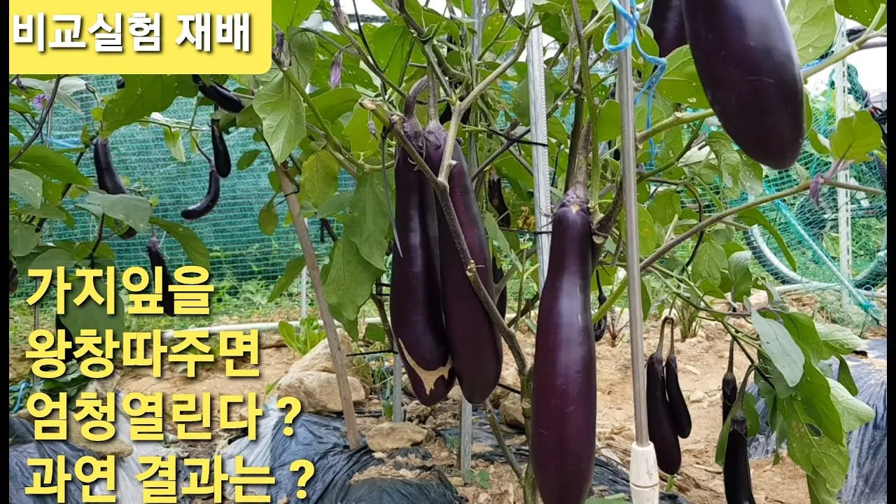 가지 재배 순 지르기 착과 관리 고온 대책_3