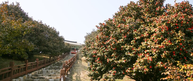 동백꽃쭈꾸미축제