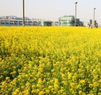 서래섬 유채꽃 축제 2025 서울 봄꽃 명소_5