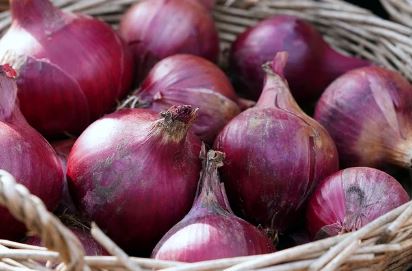 양파의 효능