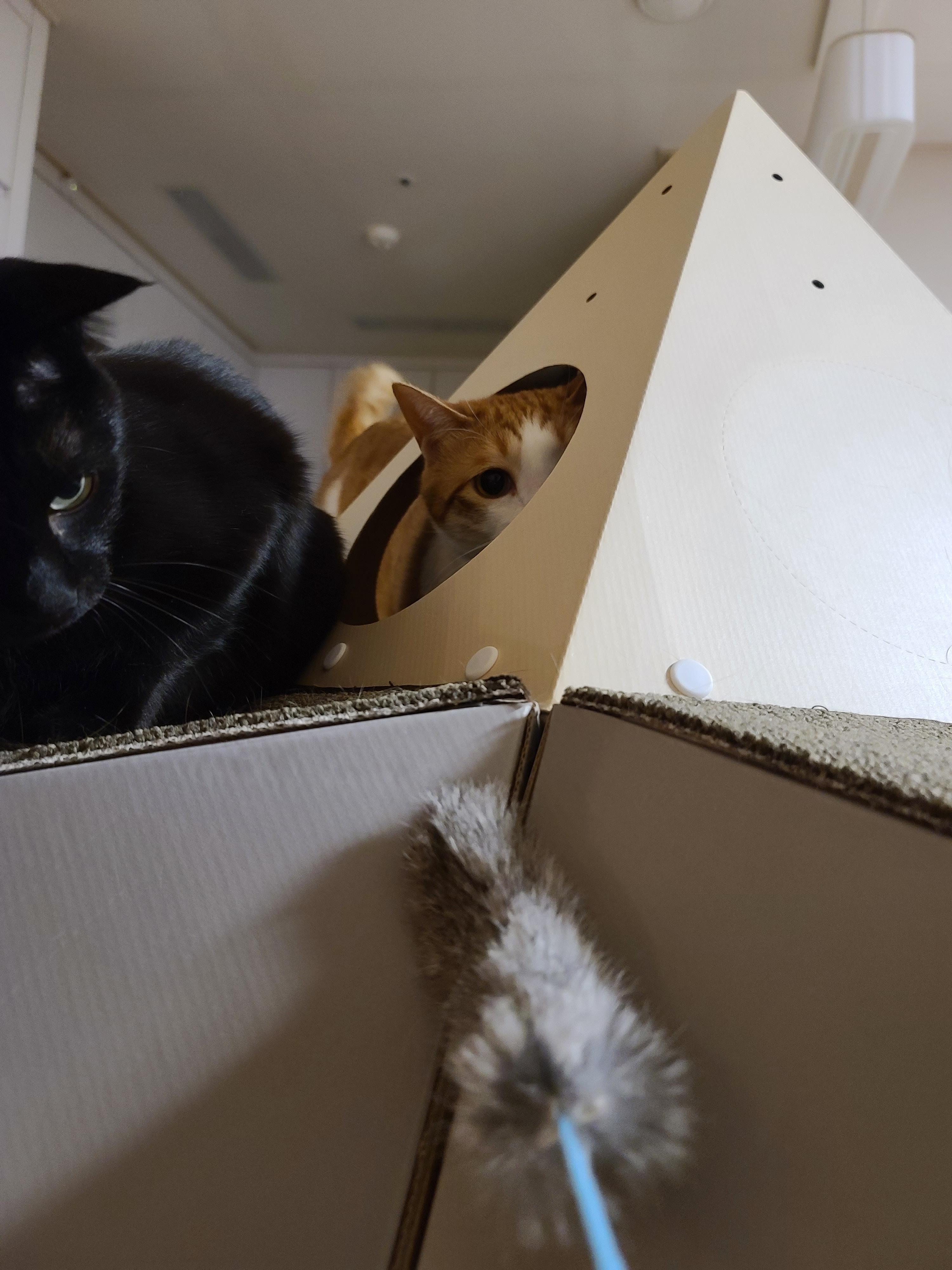 고양이 장난감 오뎅꼬치로 캣미로에서 노는 고양이들.