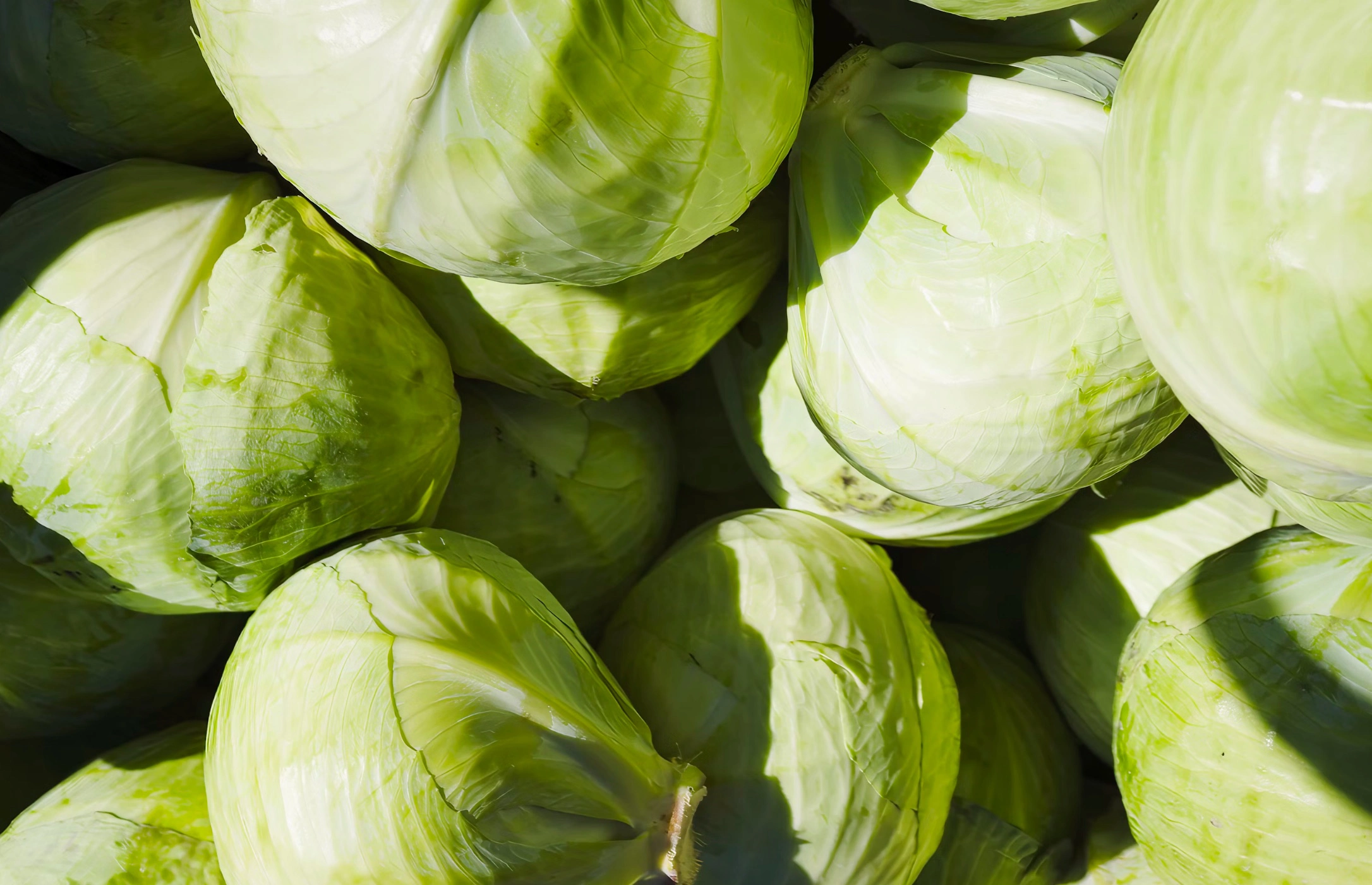 저속노화 식단표