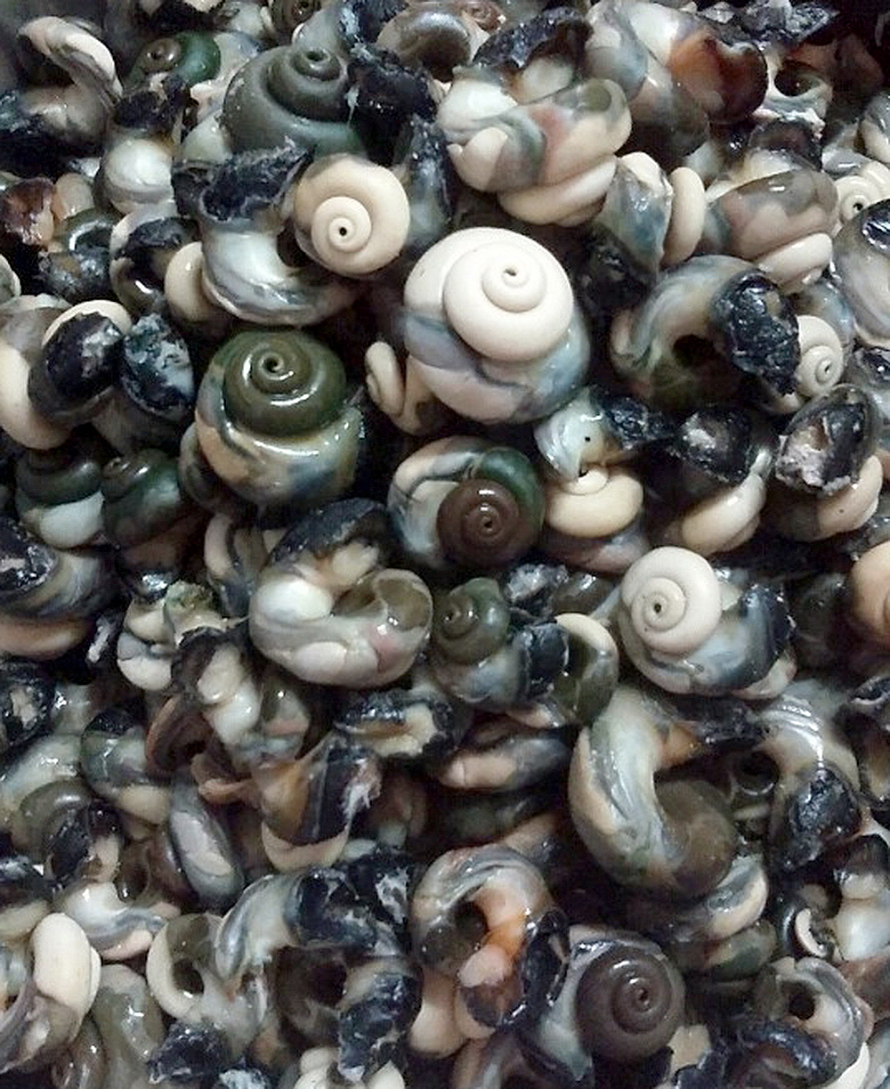 보말소스는 못참지