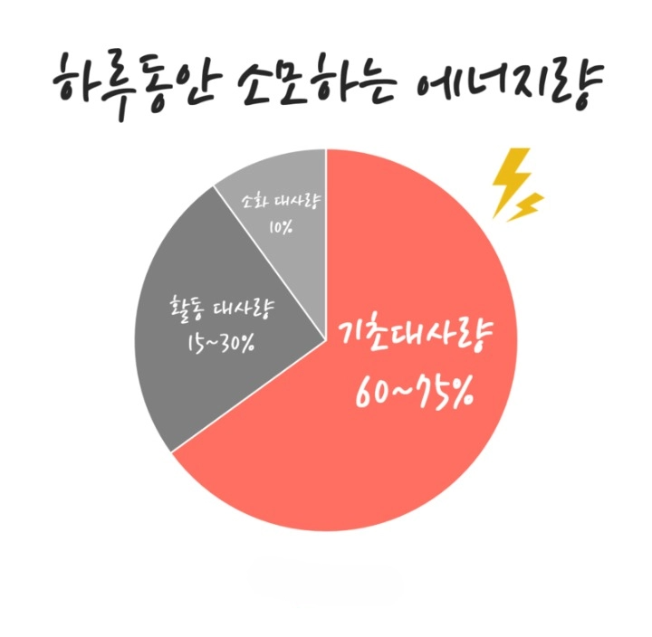 기초대사량 늘리는 방법 10가지 여자 남자 기초대사량 평균 계산법 