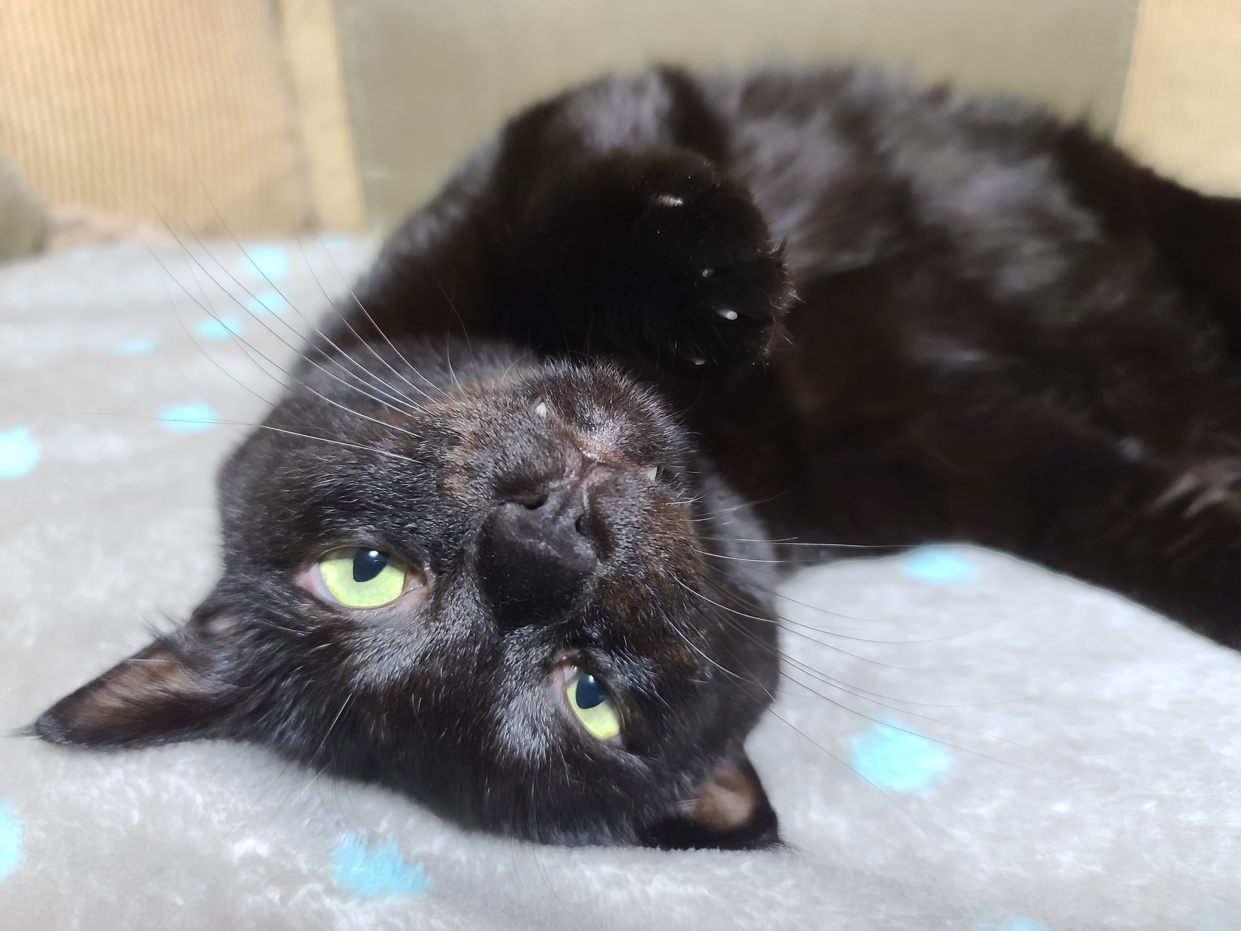 졸리지만 안자려고 노력하는 멋쟁이 고양이 건 ㅋ