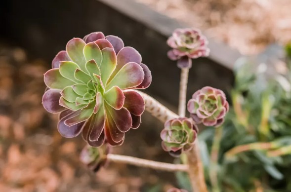 아에오니움 아르보레움(흑법사) 키우기 관리법 - 물주기, 햇빛, 온도, 습도, 흙(토양), 비료