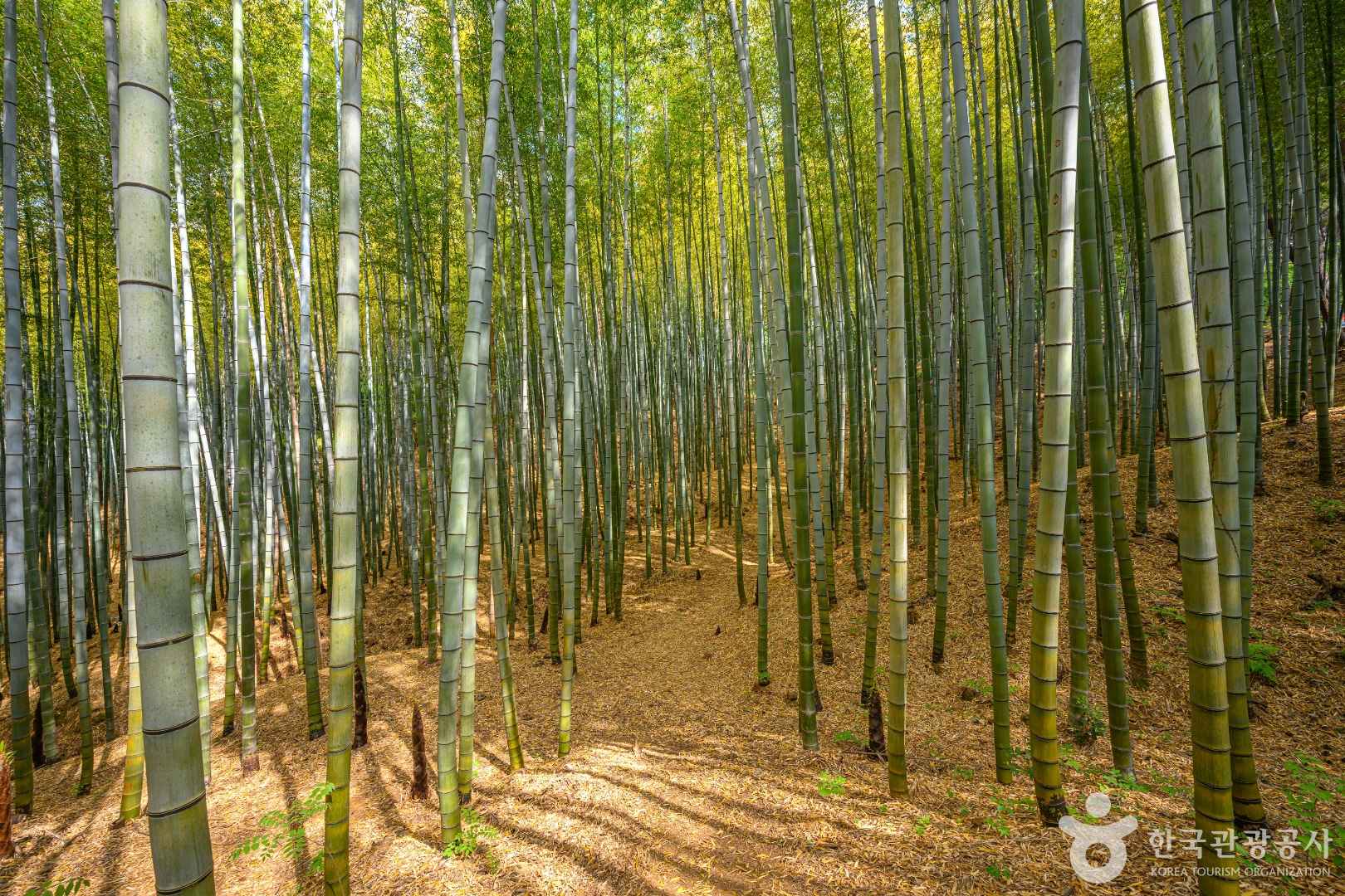 부산 아홉산숲 예약