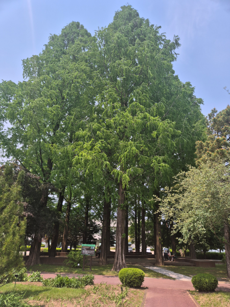 하늘을 향해 시원하게 뻗은 푸른 메타세쿼이아 나무들
