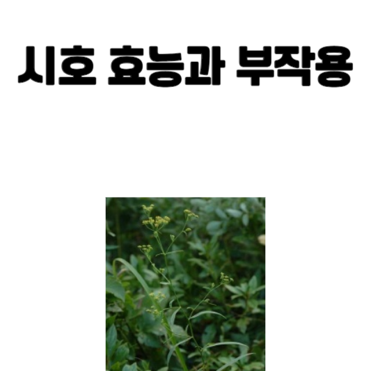 시호 효능과 부작용