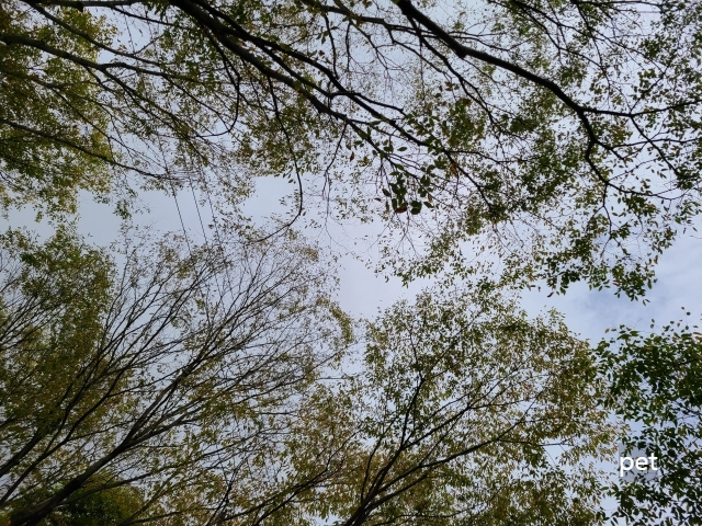 경기-연천-보물나라캠프-예약-방법-애견-동반-가격-주소-시간-후기