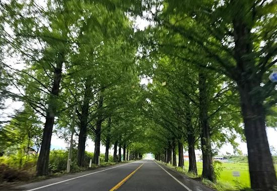 곡성메타세쿼이아길