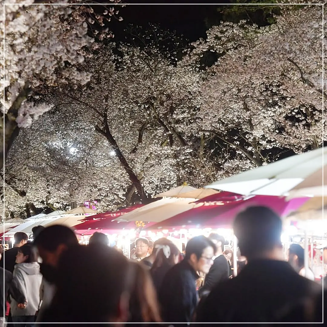 경주대릉원돌담길벚꽃축제