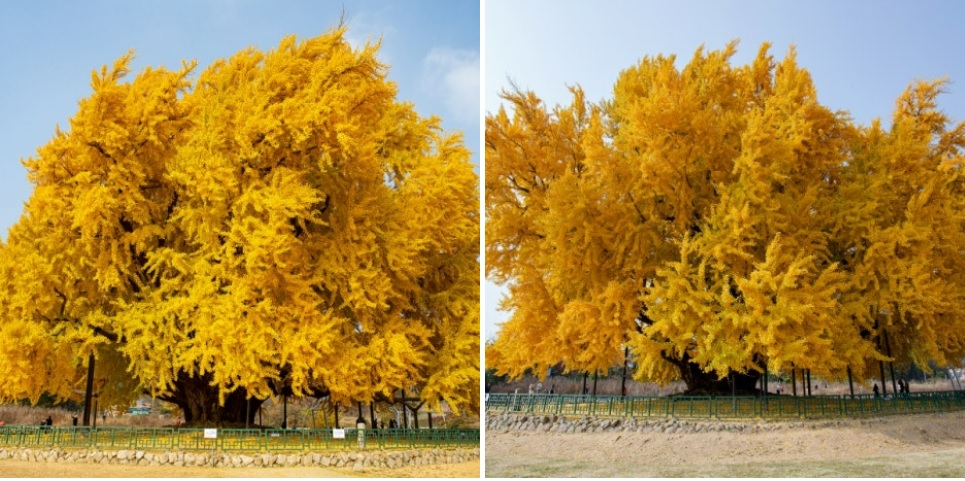 원주 반계리 은행나무