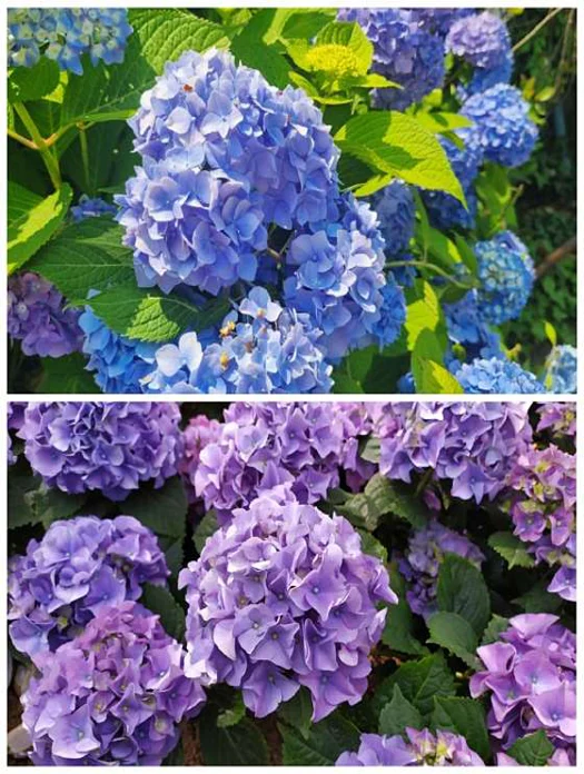 유구 색동수국정원