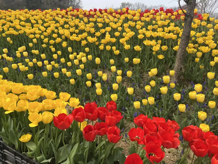 아산 피나클랜드