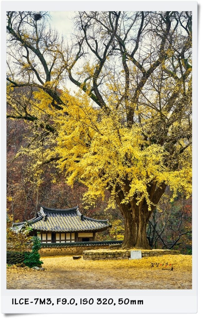 경주 운곡서원 보호수 은행나무 가을 풍경