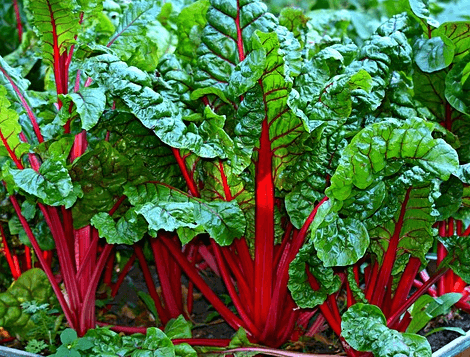 사각형의 넓은 화분에 줄기가 빨갛고 잎이 초록색인 적근대들이 가지런히 심겨졌다.