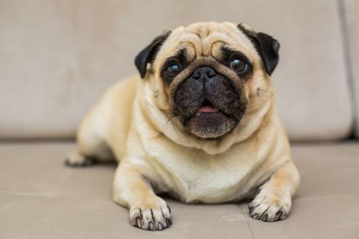 쇼파에 앉아있는 퍼그