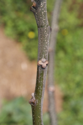 멀구슬나무 수피