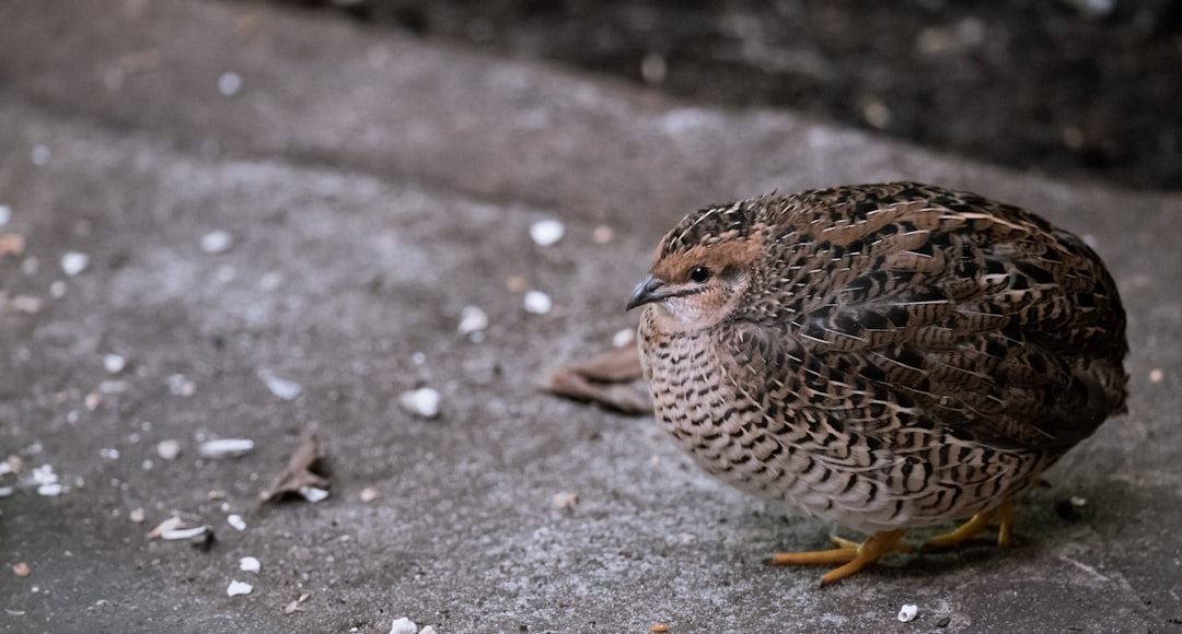 Quail