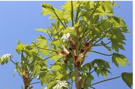 엄나무순 - 왜 봄마다 찾을까? -새파란잎