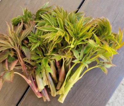 봄나물 눈개승마 효능, 눈개승마 먹는법