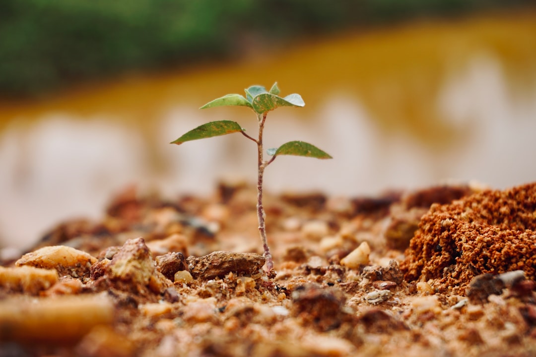 Planting