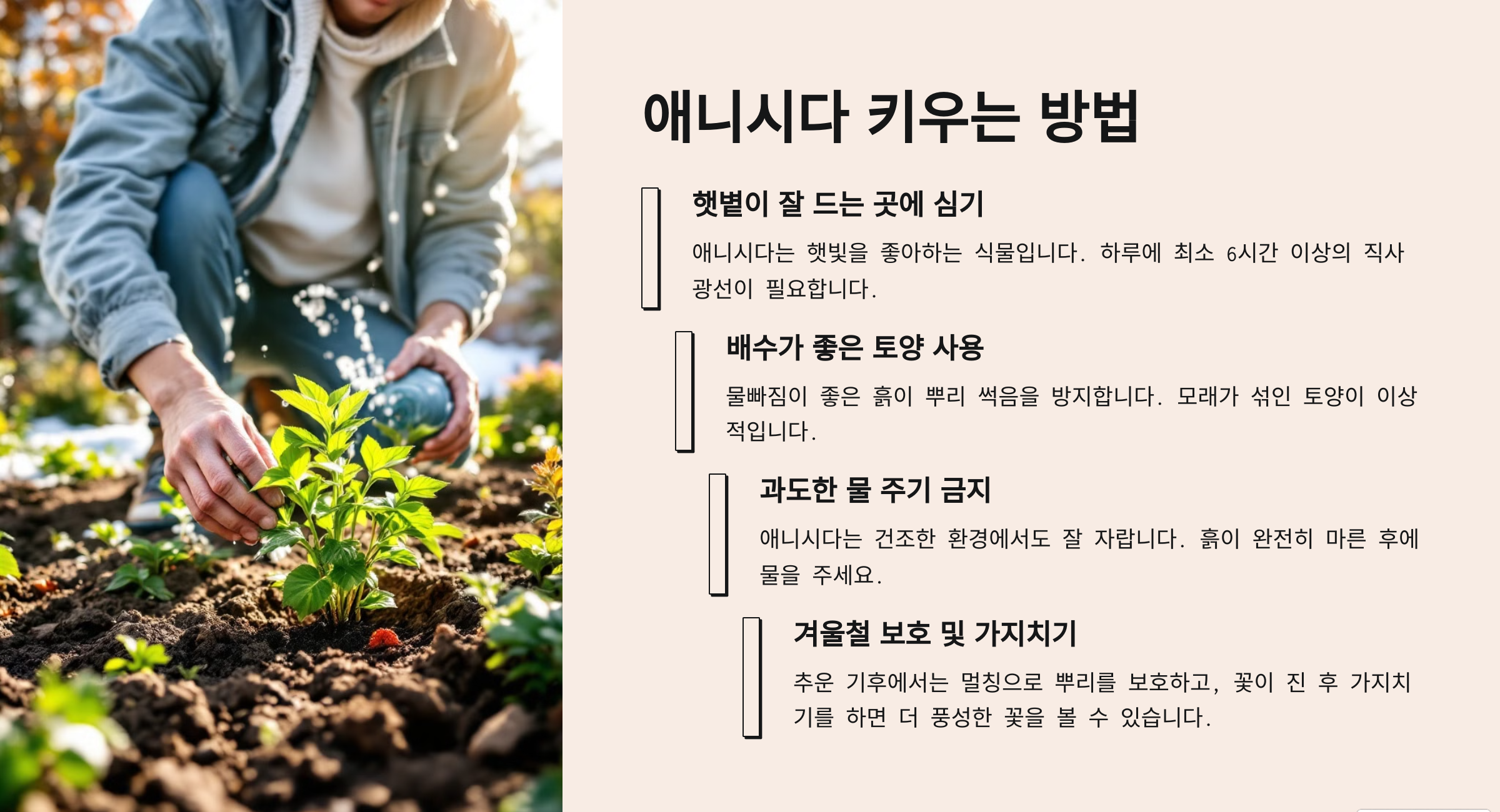 애니시다(금작화)