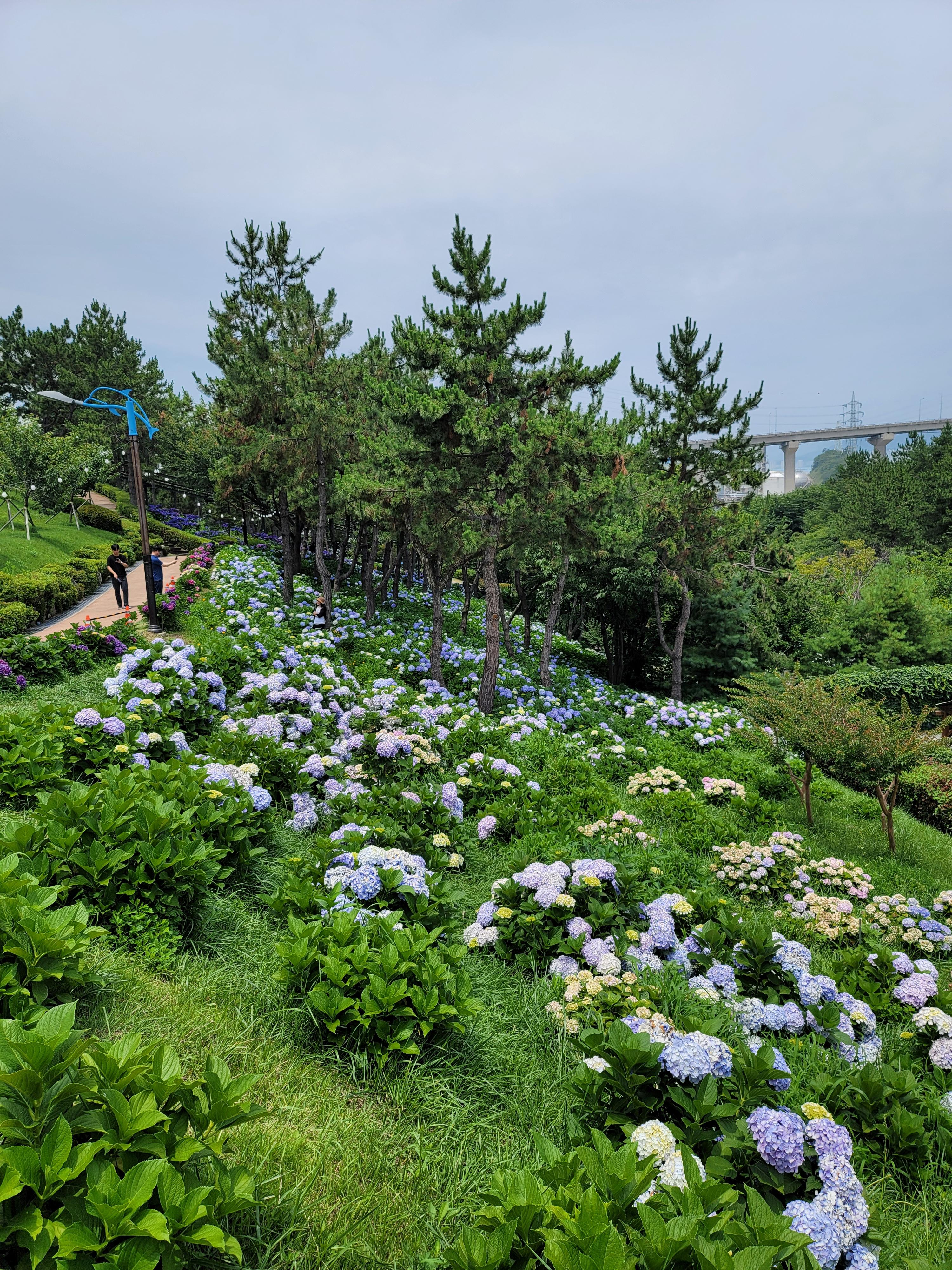 장생포 수국 축제