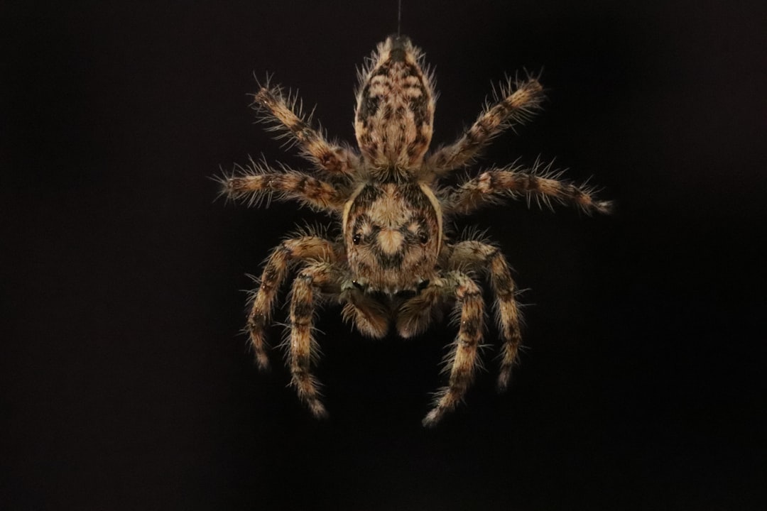 Spider