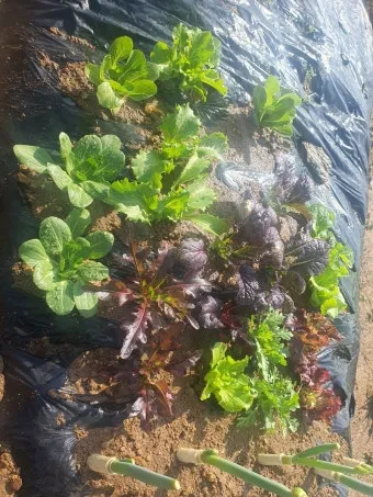 감자 싹나는 시기 파종 시기_51