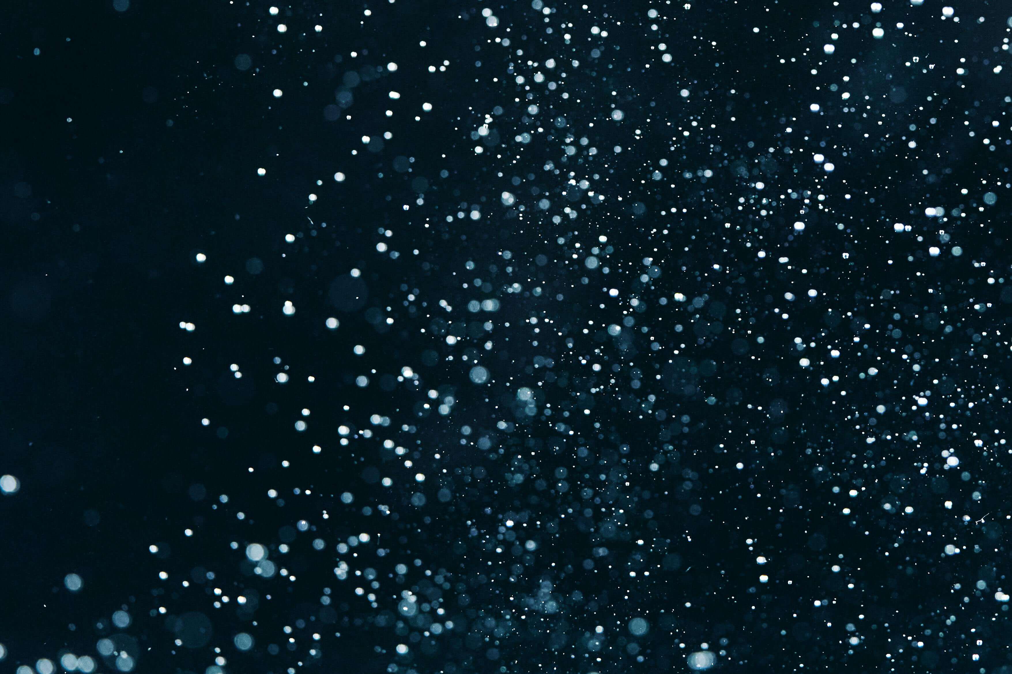 러브버그