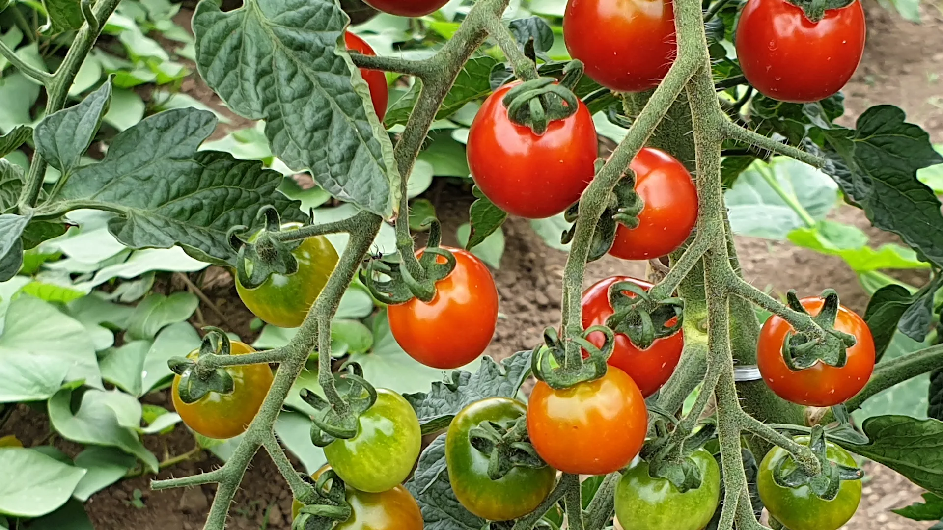 방울토마토 재배 화분 키우기 적심 유인 당도 관리_9