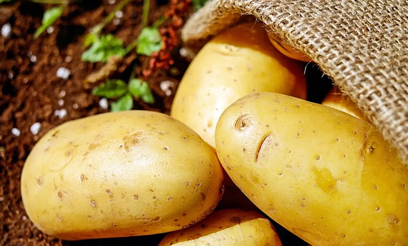 감자 냉동보관법