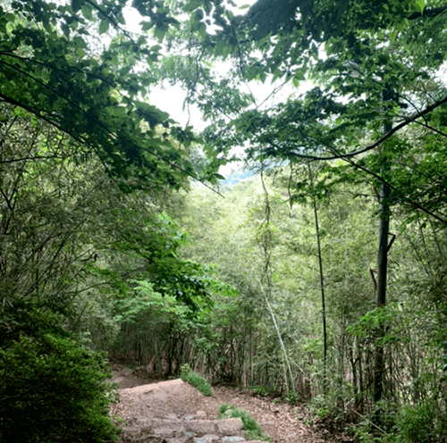 당산나무08